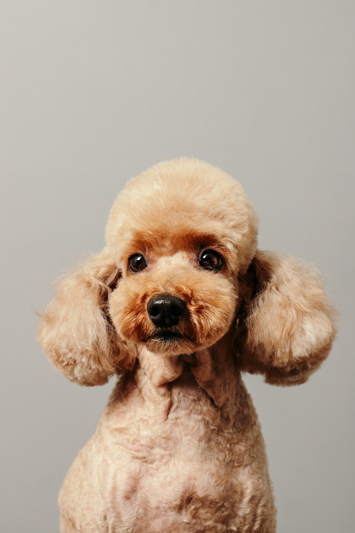 How to Brush Your Dog's Teeth at Home