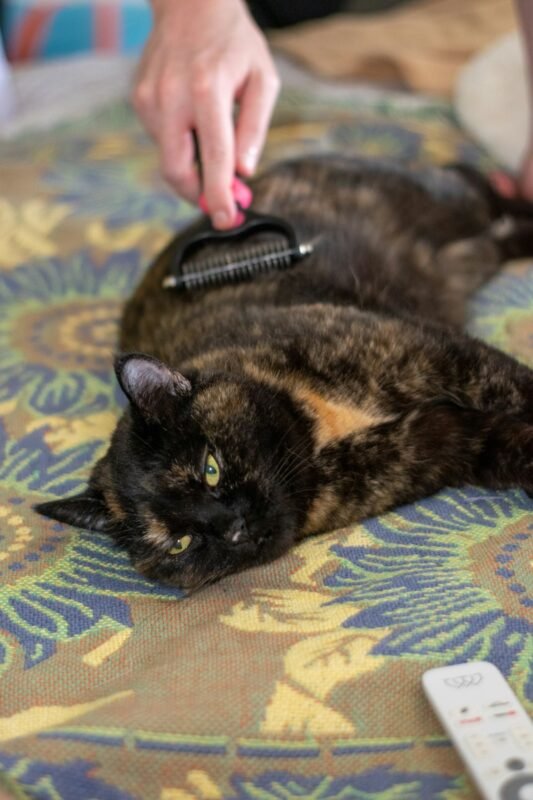 Tortoiseshell cat being brushed on a blanket