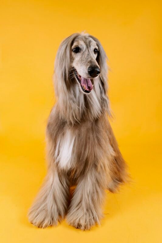 Brown and white long-coated dog with floppy ears