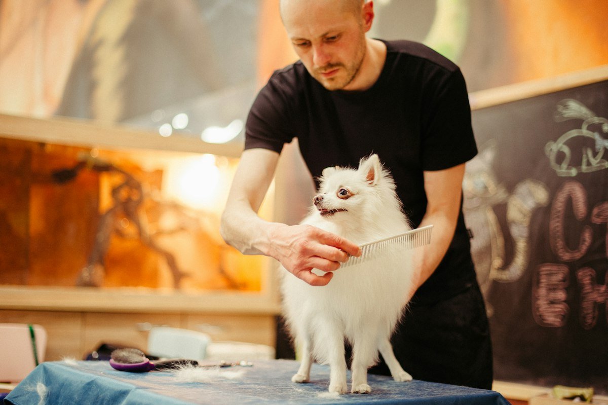 Man brushing a white dog