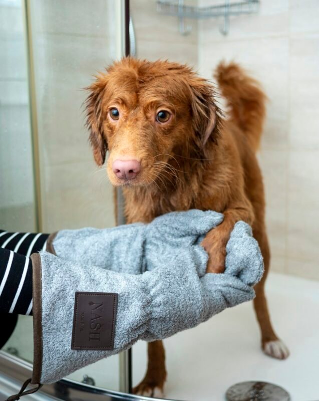 Dog relaxing on a blue towel