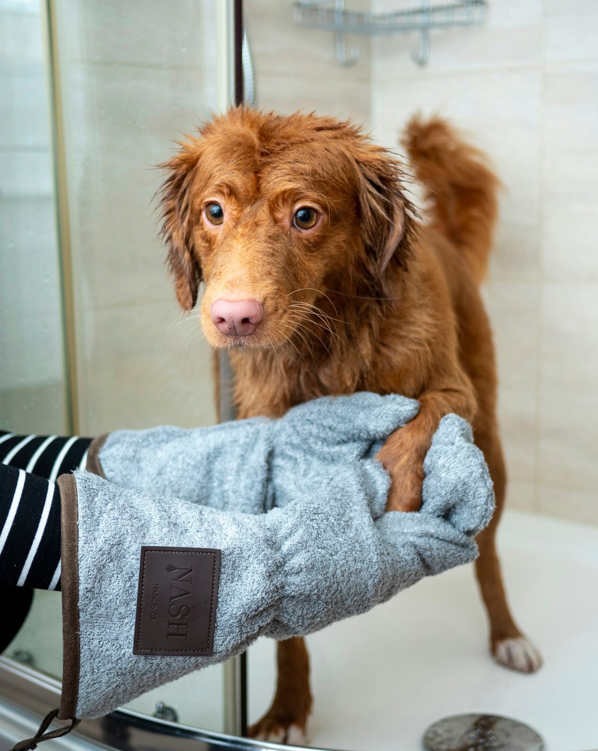 How to Keep Your Home Smelling Fresh with Pets