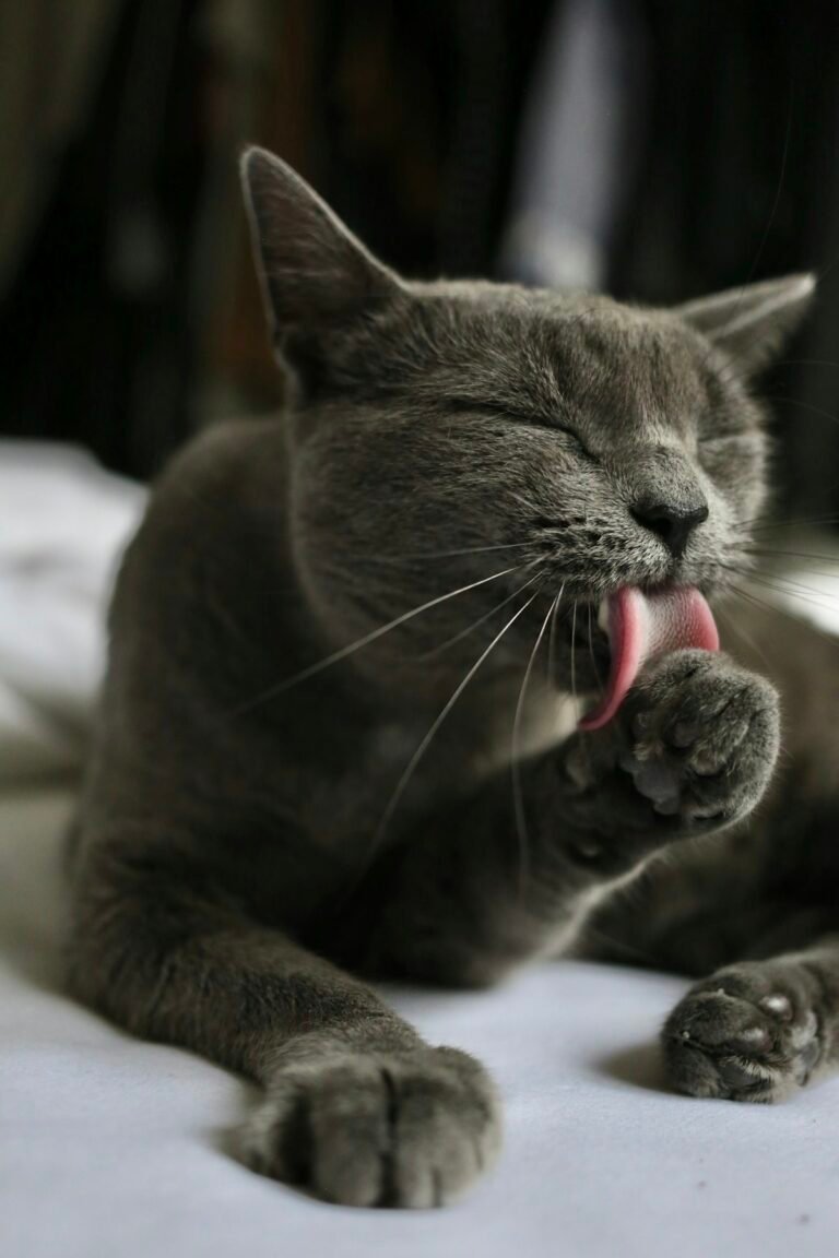 Russian blue cat on a white surface