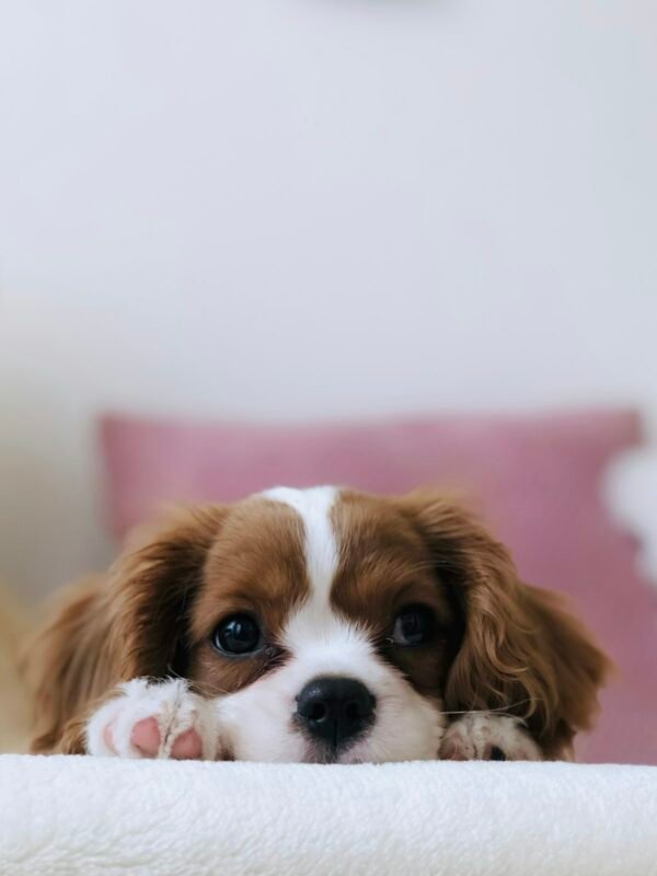 Cute white and brown puppy