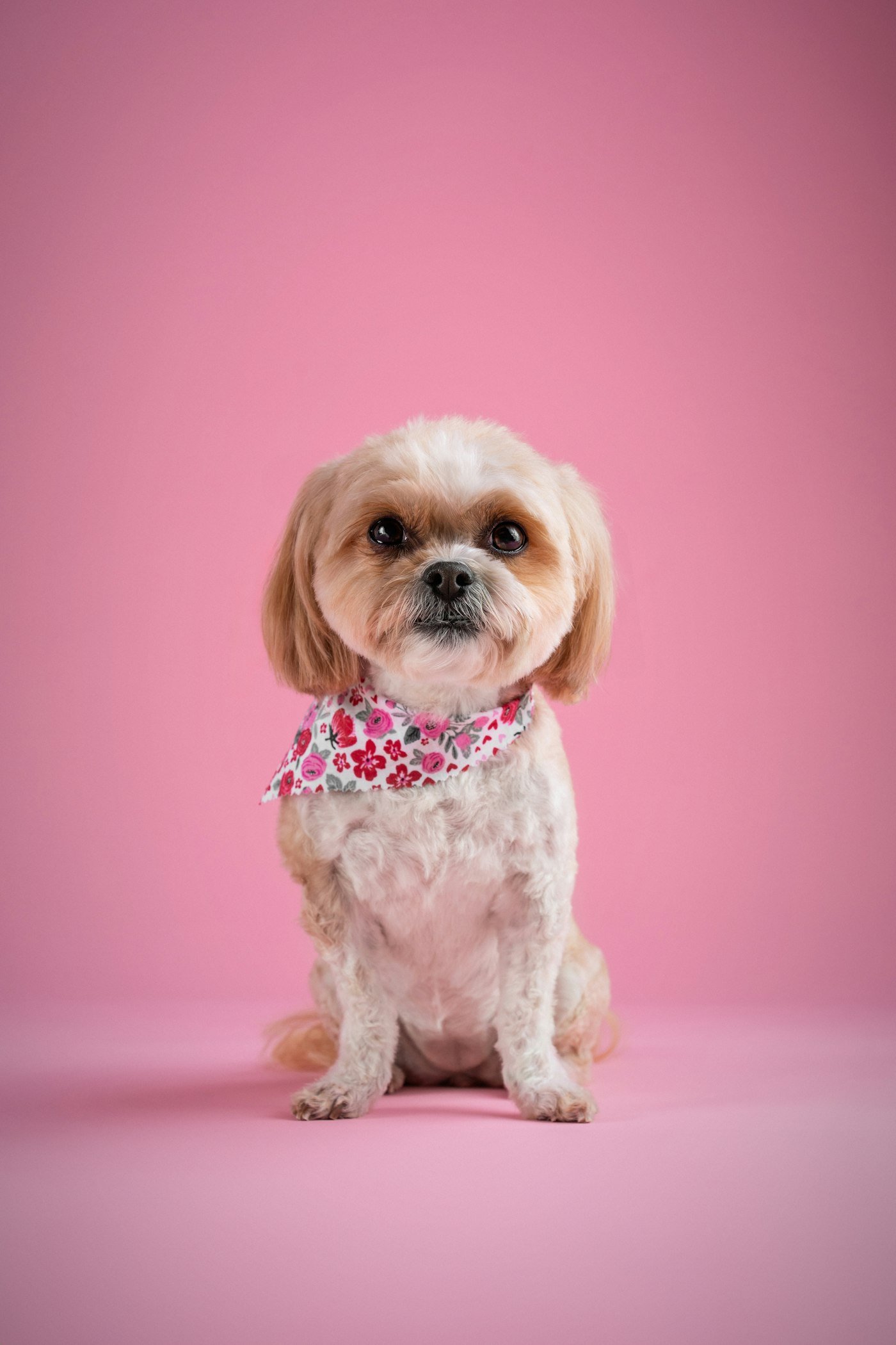 Small happy dog with a floral bandana on a pink background