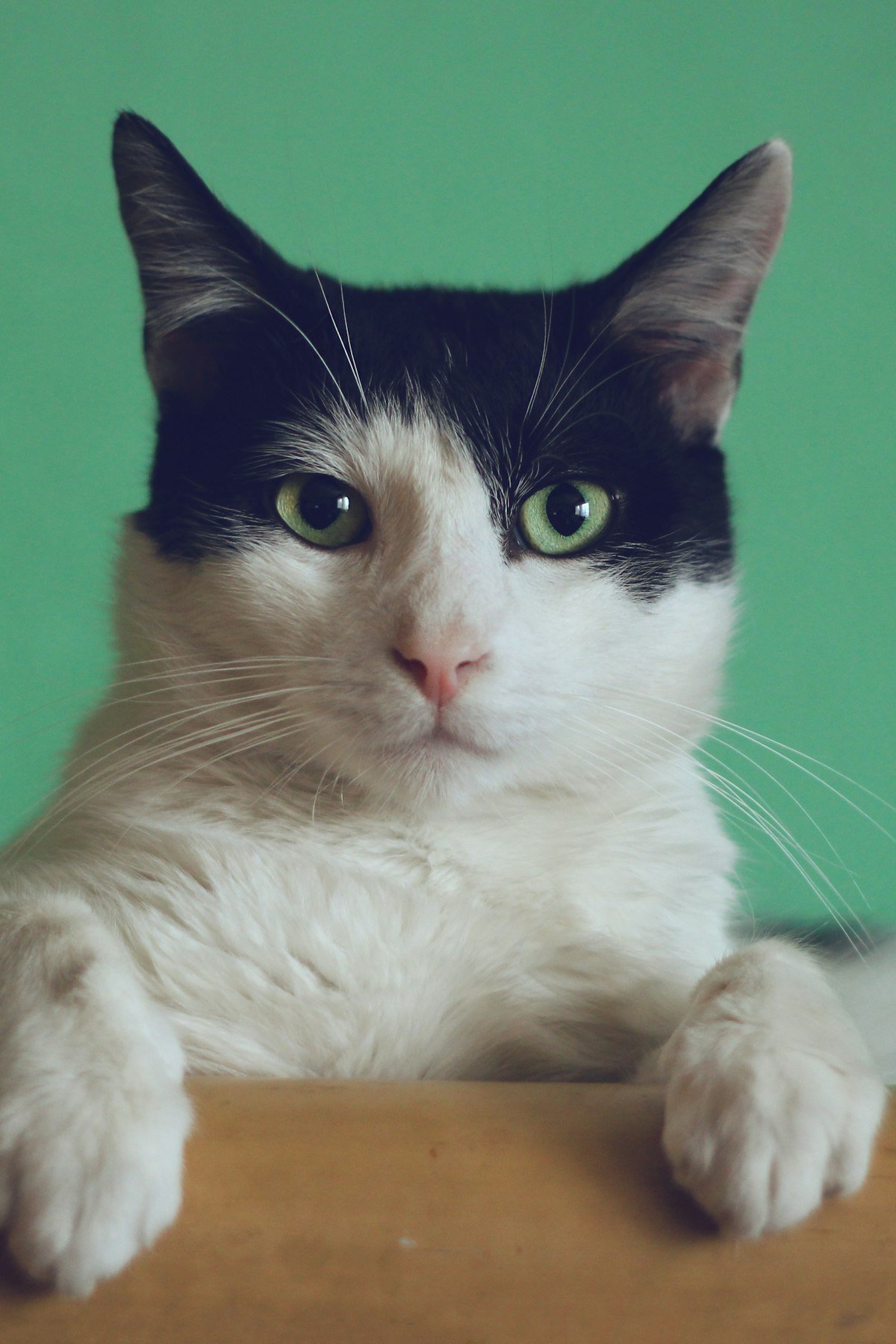 Cat relaxing at home - how to stop a cat from scratching furniture