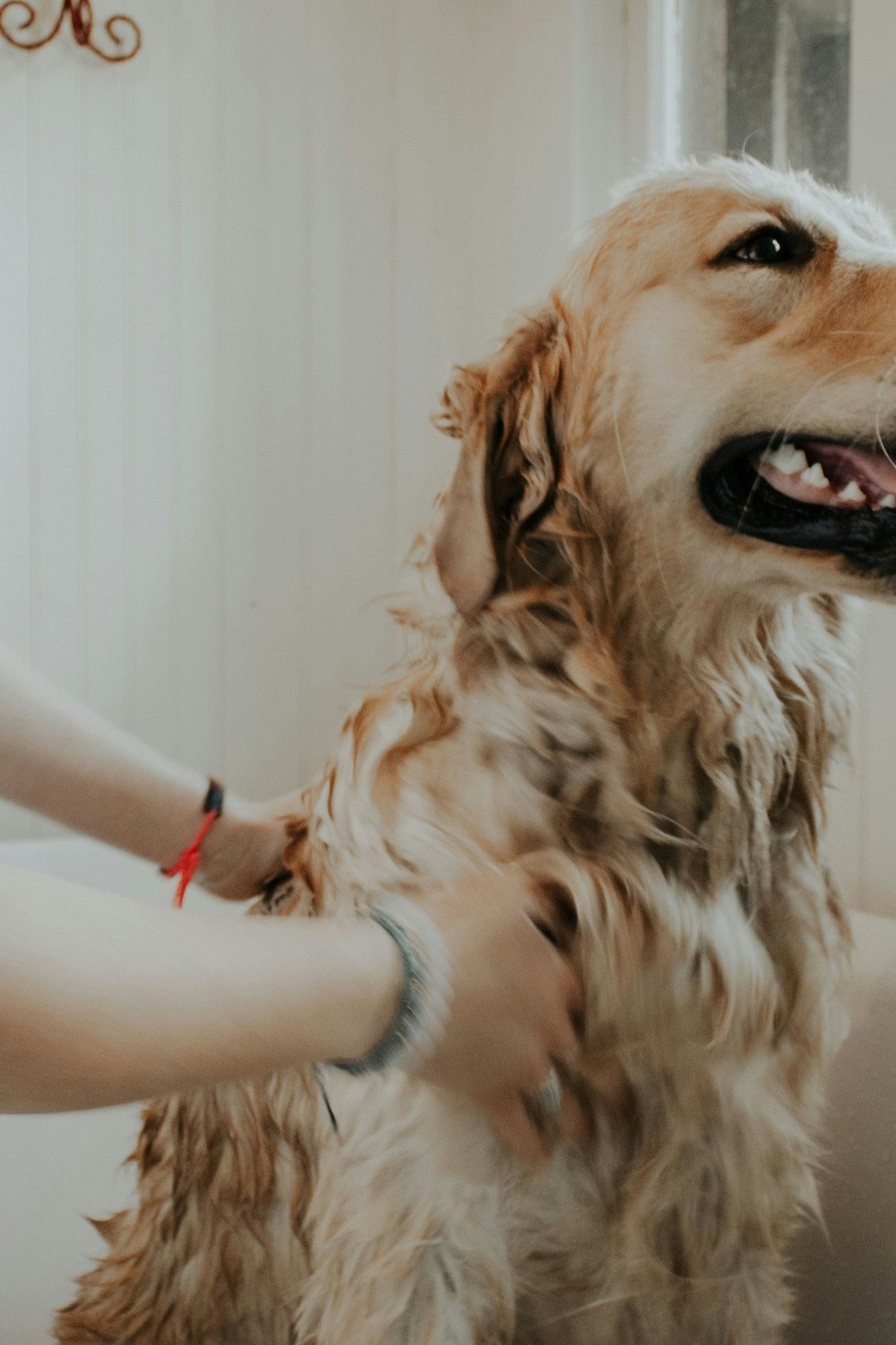 Dog being brushed to remove mats and tangles from its fur at home