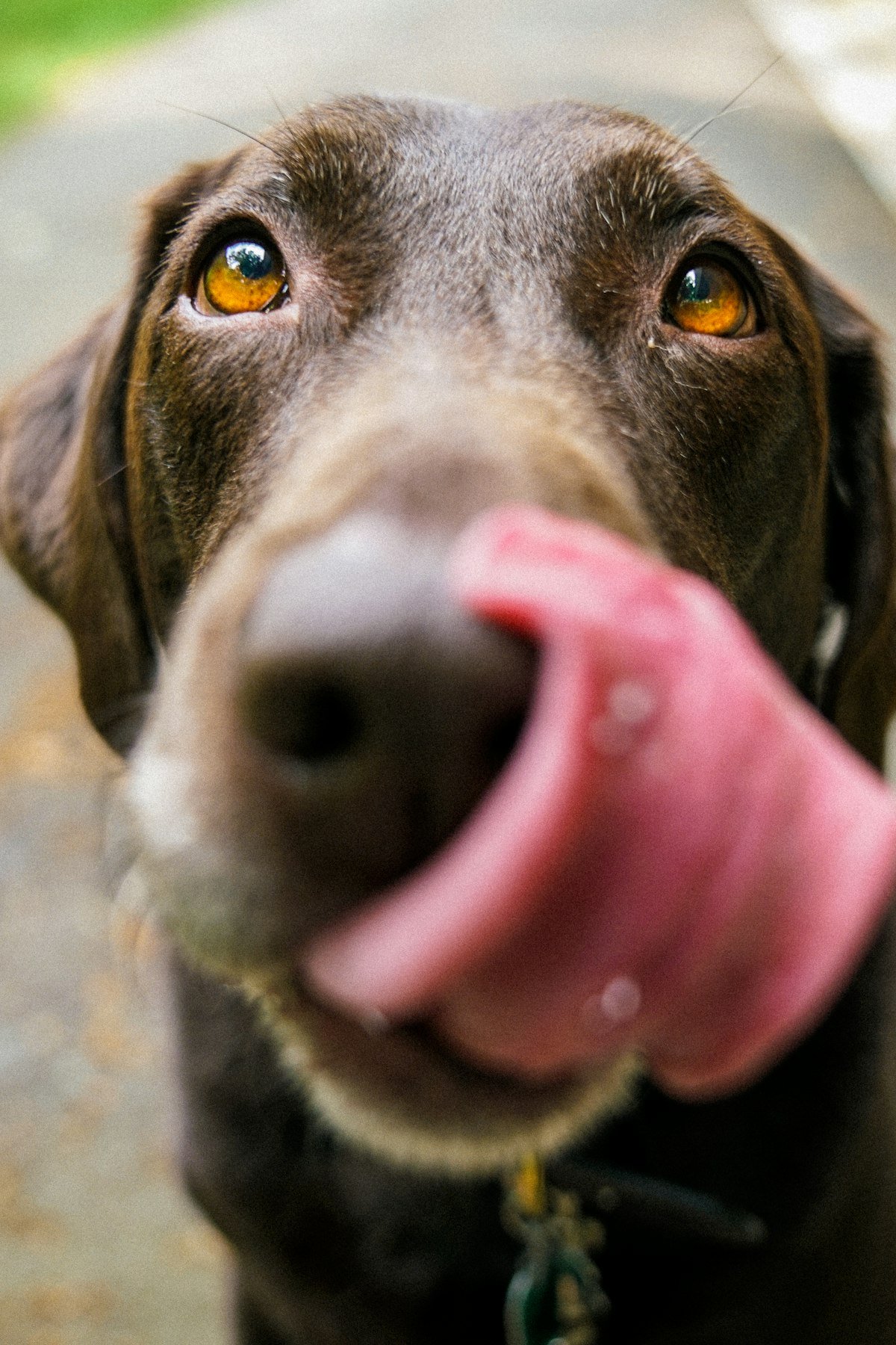 Calm dog resting at home – helping dogs with thunderstorm anxiety