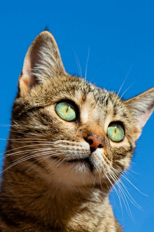 Cat at home – choosing the best cat litter for odor control