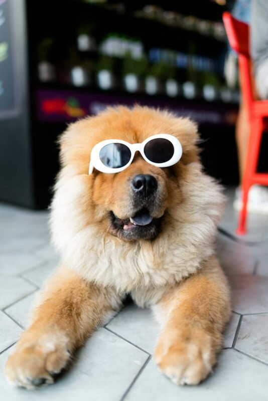 Fluffy long-coated dog