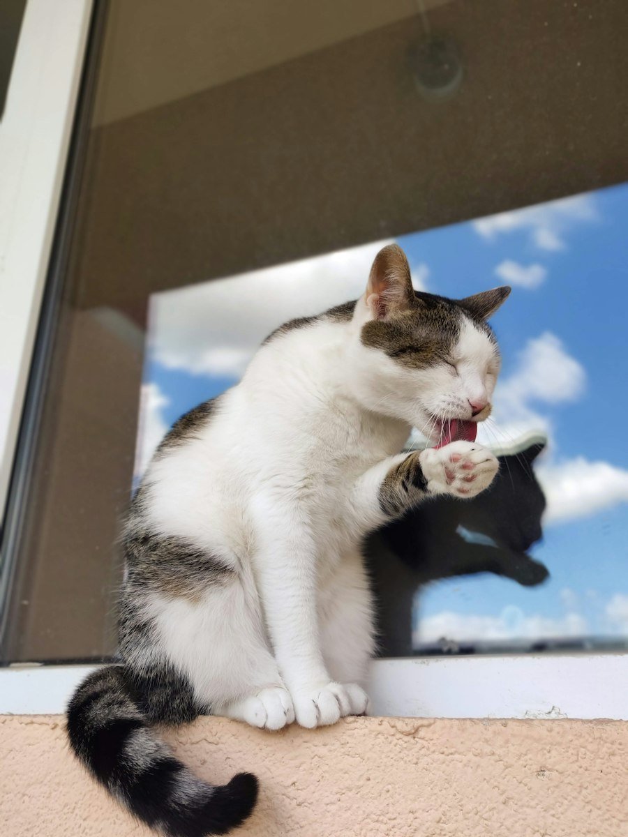 Cat Care