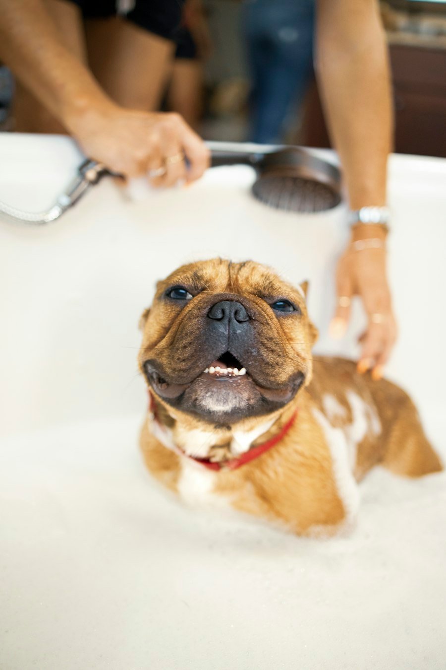 Dog Care