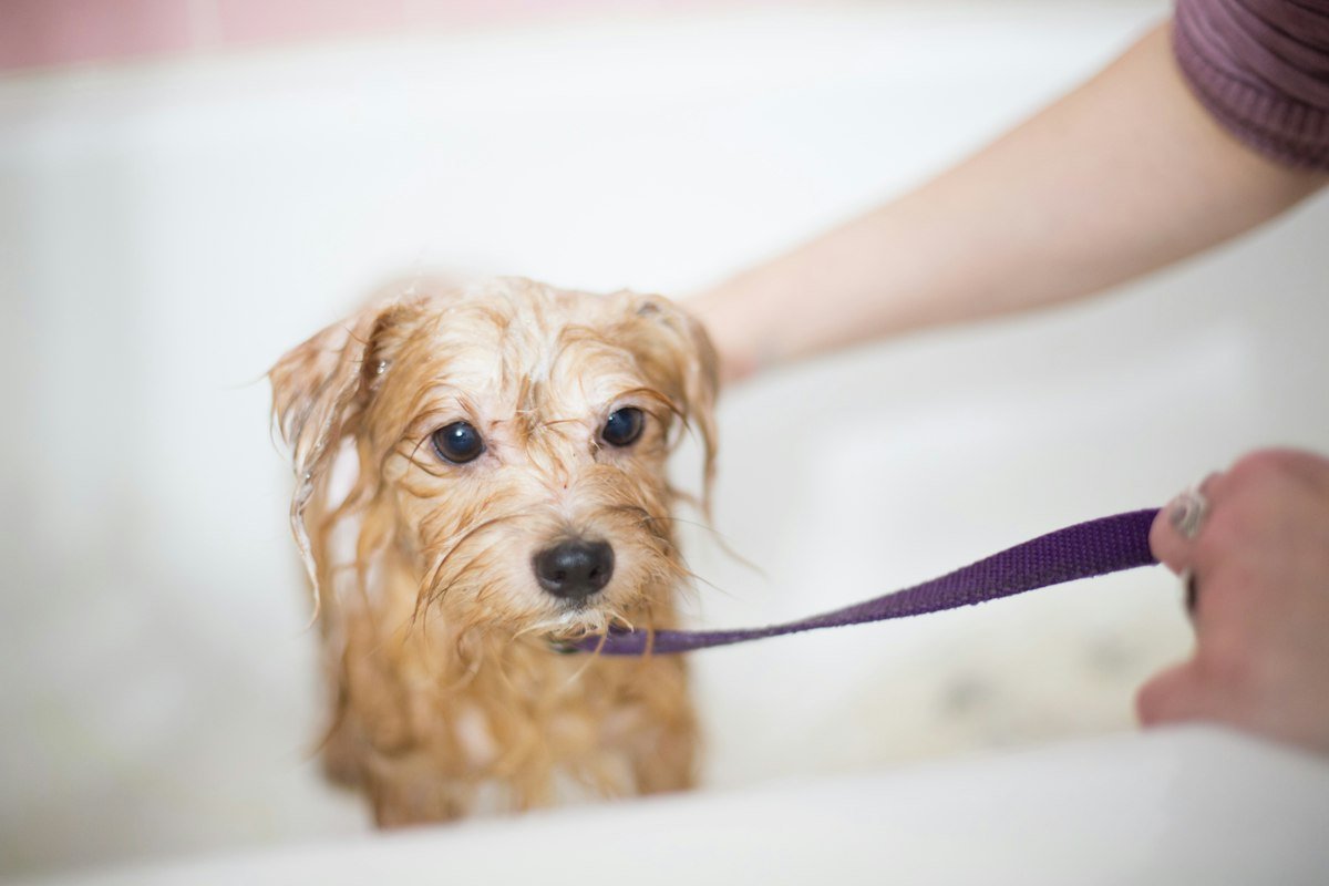Small brown long-coated dog